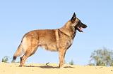 MALINOIS 197